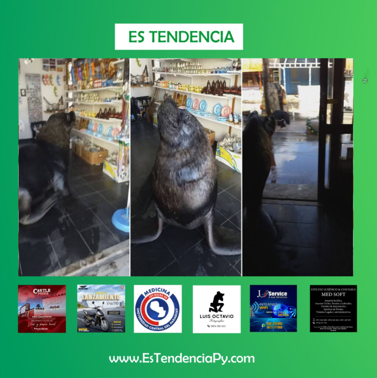 Insólito comerciante: lobo marino atiende un local en Mar del Plata.