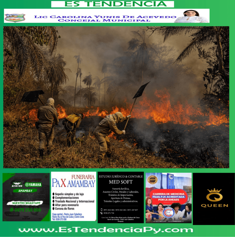 Rastro de destruição causada por incendios no Pantanal: animais carbonizados e vegetação cinza.