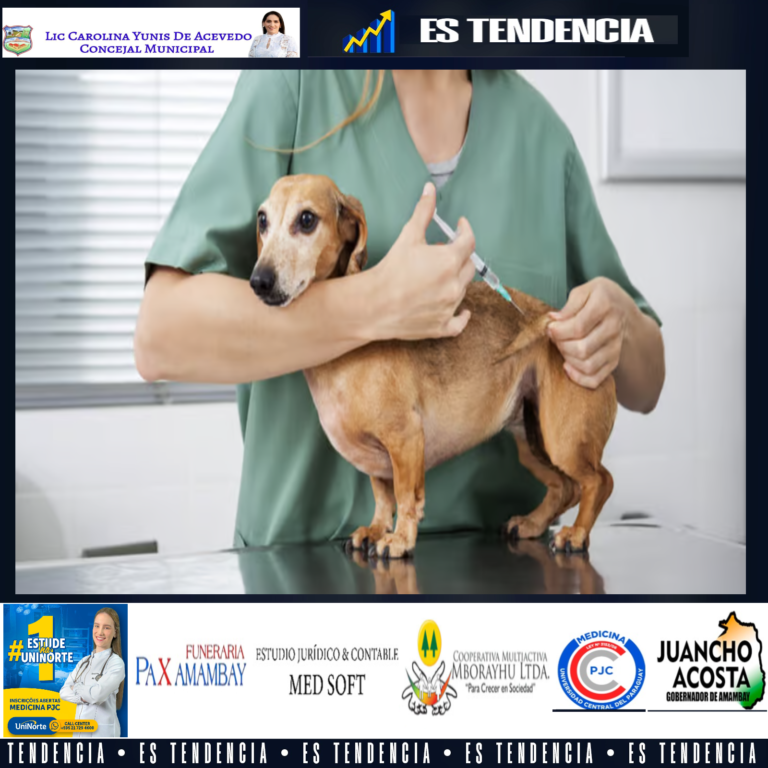 Medicina preventiva en perros:vacunas, antiparasitarios ychequeos que necesita todocachorro