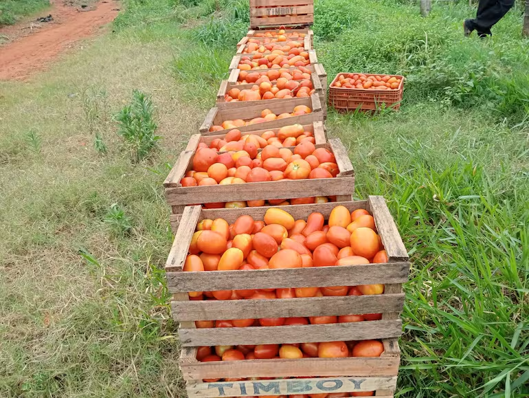 tomates se pudren por falta de mercado