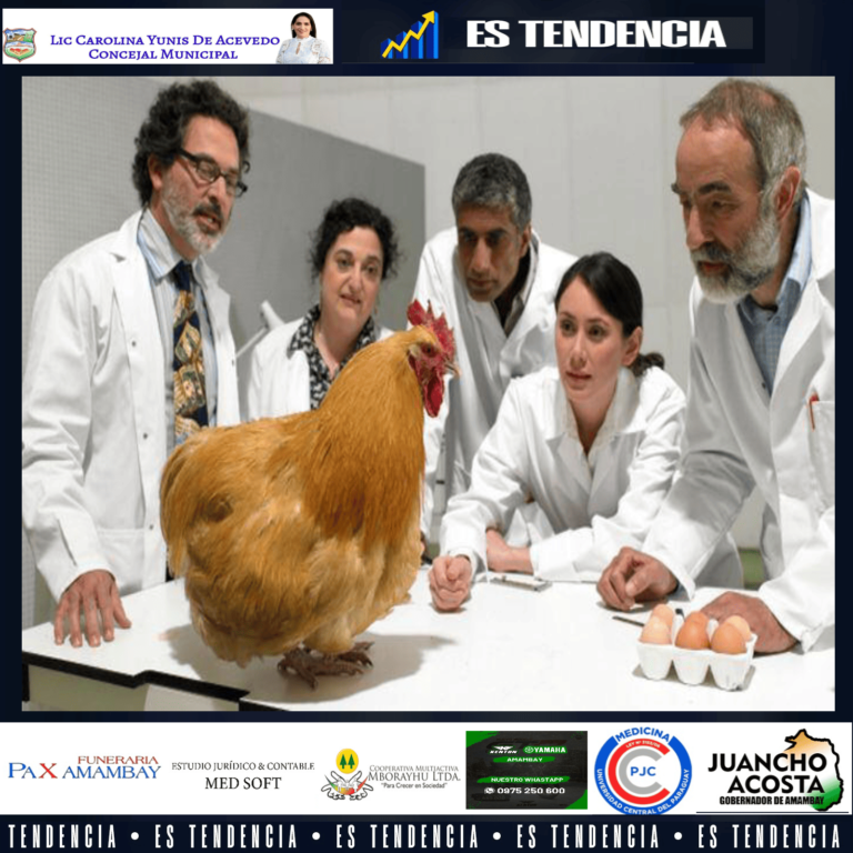 El huevo o la gallina? Inteligencia Artificial resuelve este dilema de más de mil años