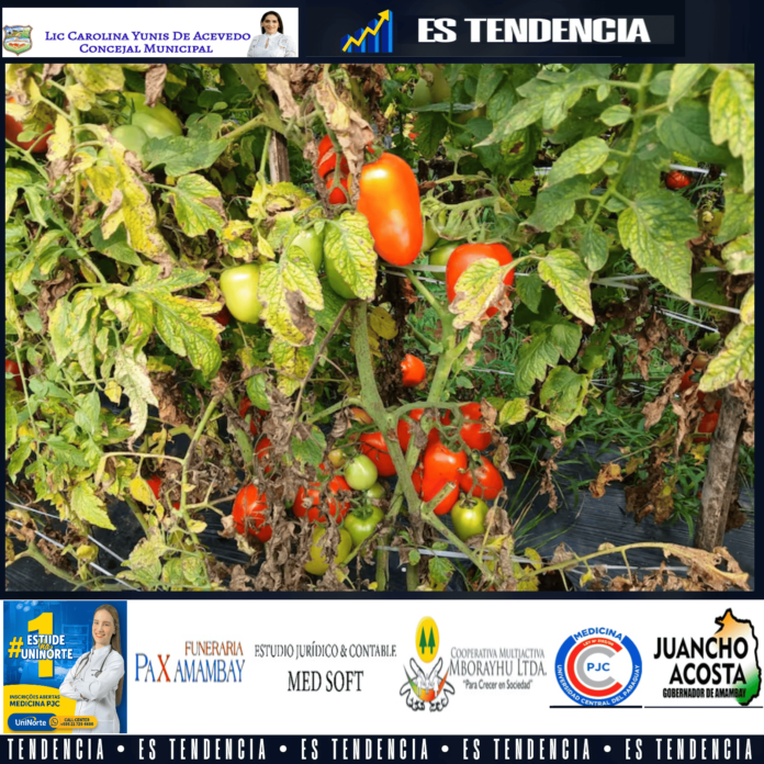 tomates origen nacional se puden por falta de mercado